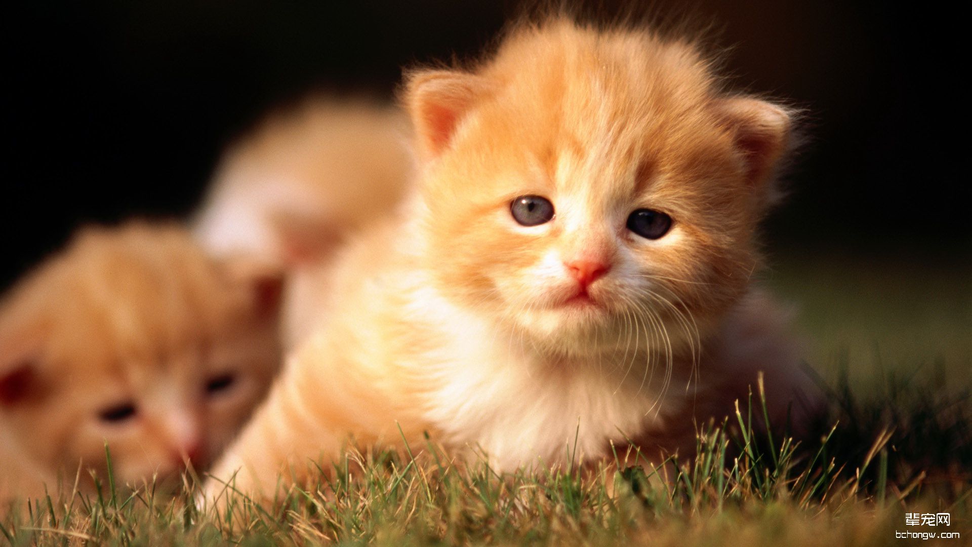 可爱小花猫高清桌面壁纸第4张图片