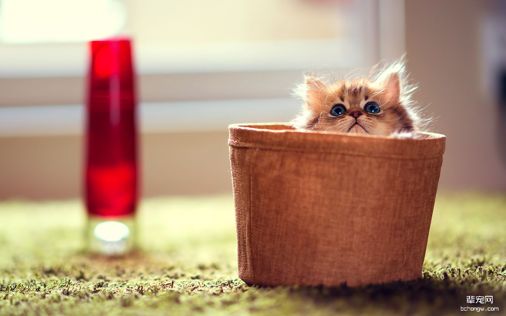 可爱小花猫高清桌面壁纸第5张图片