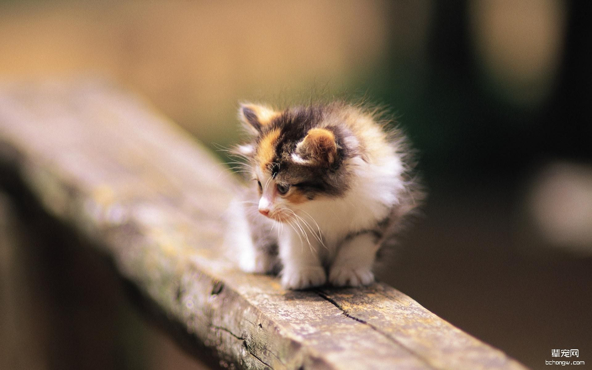 可爱小花猫高清桌面壁纸第8张图片