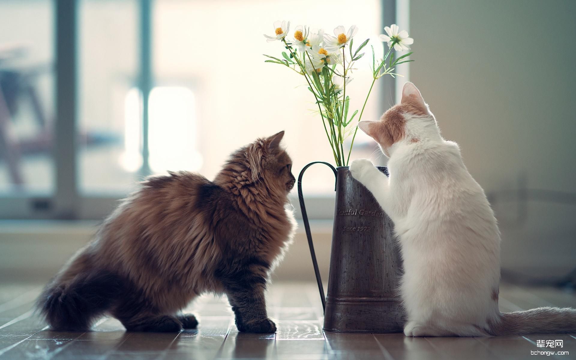 可爱小花猫高清桌面壁纸第13张图片
