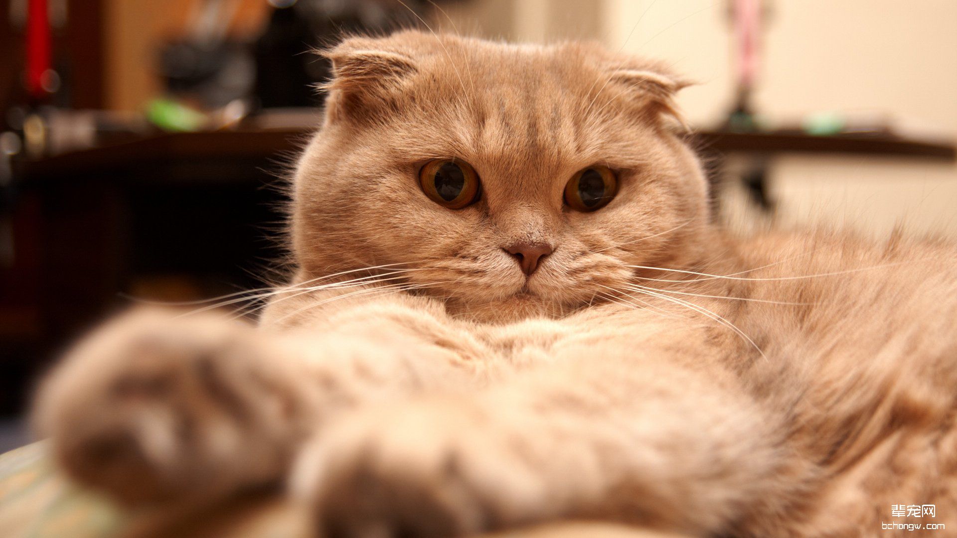 苏格兰折耳猫电脑桌面壁纸第1张图片