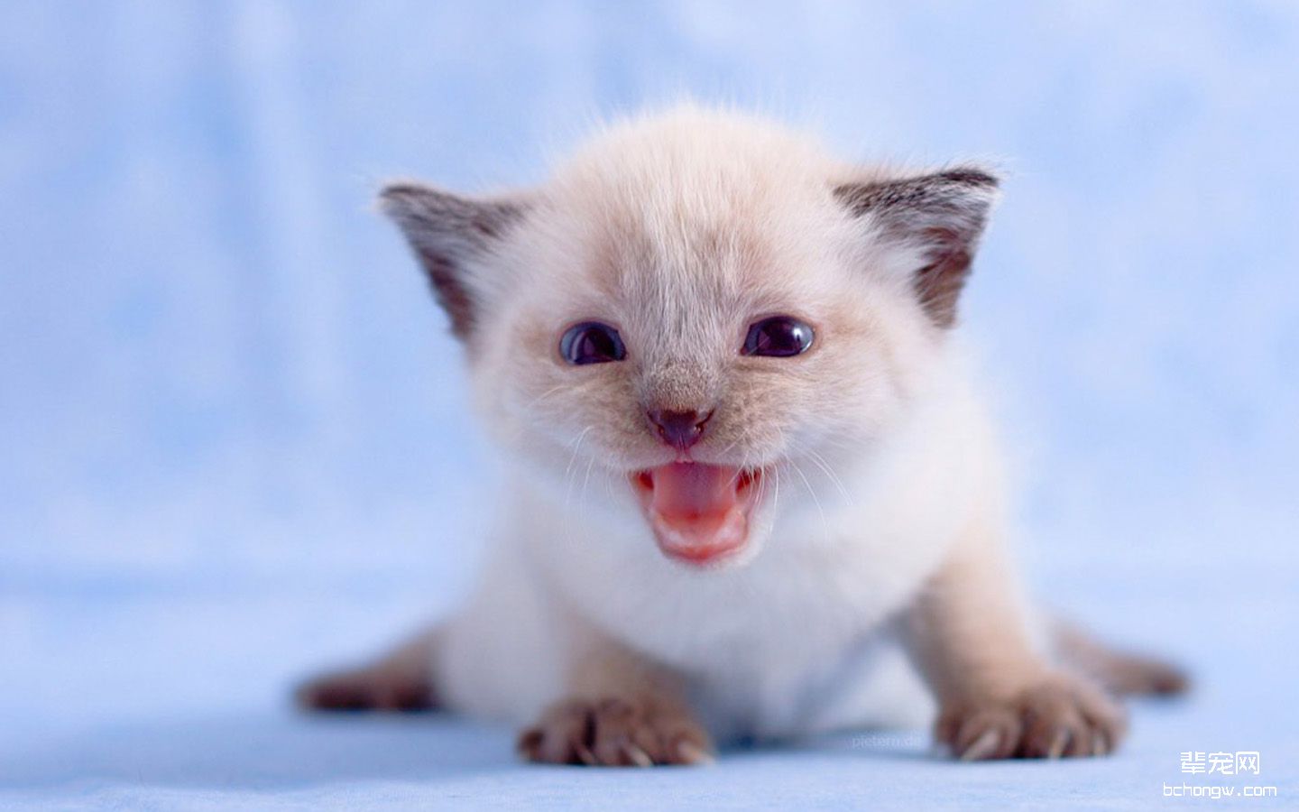 苏格兰折耳猫电脑桌面壁纸第4张图片