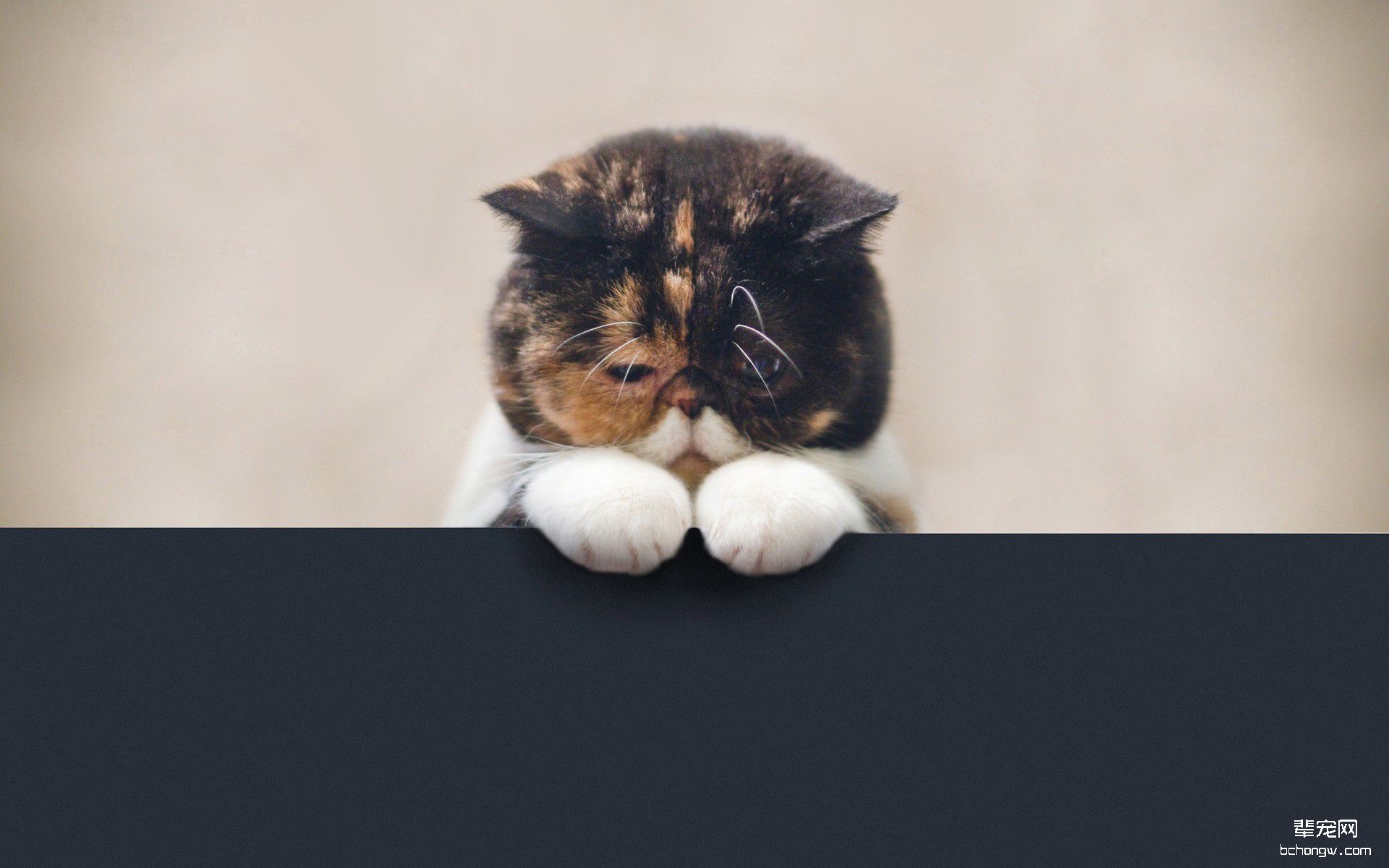 苏格兰折耳猫电脑桌面壁纸第6张图片