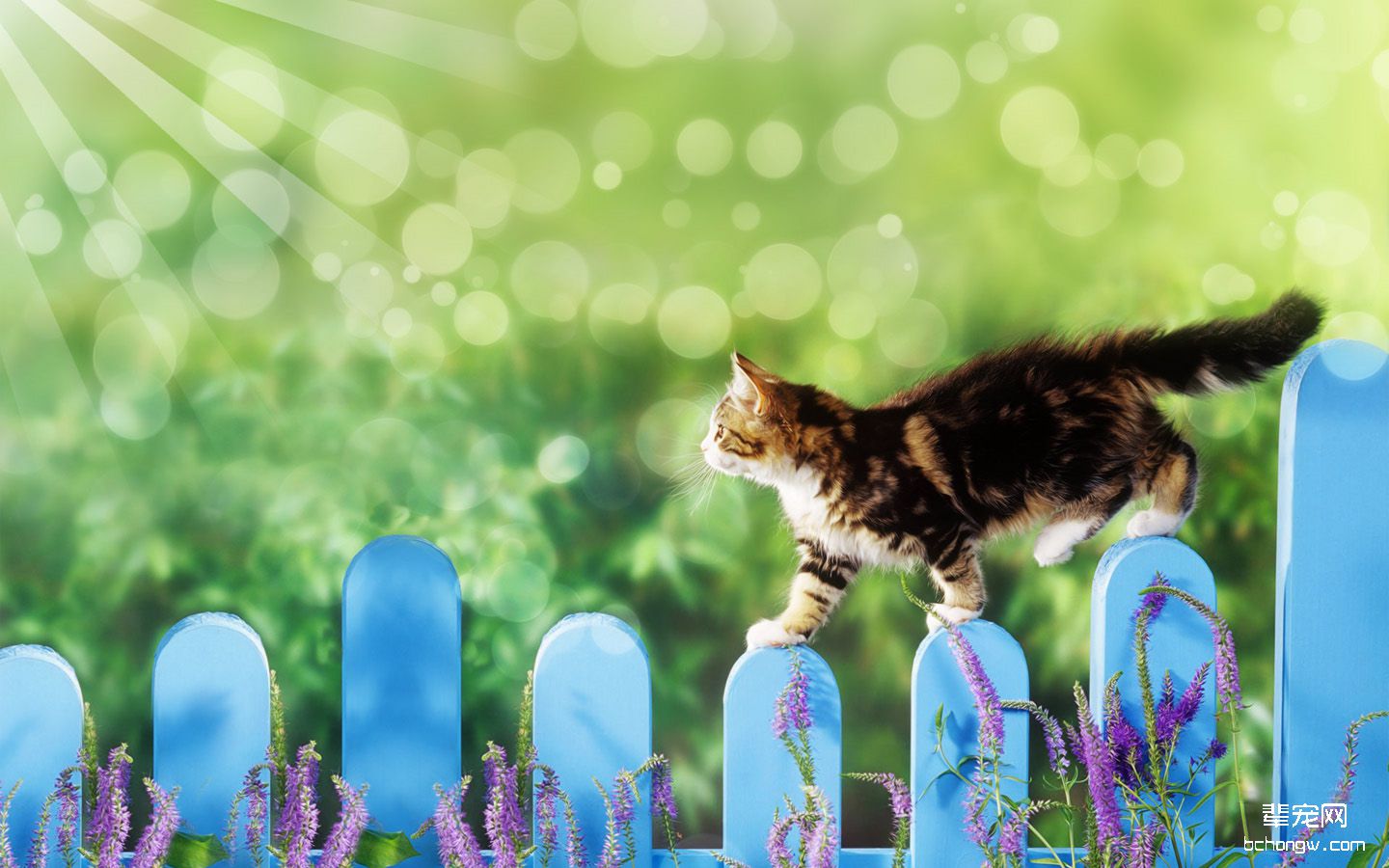 可爱的小猫电脑桌面壁纸第4张图片