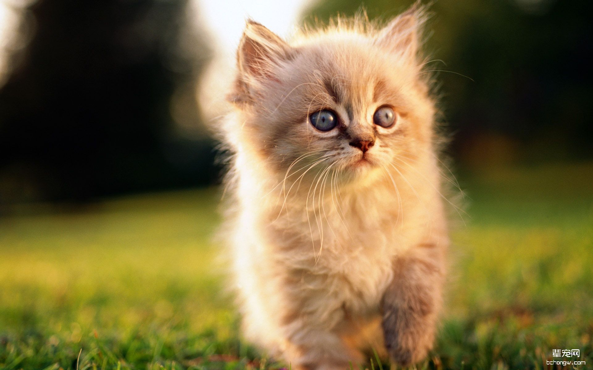 可爱的小猫电脑桌面壁纸第6张图片