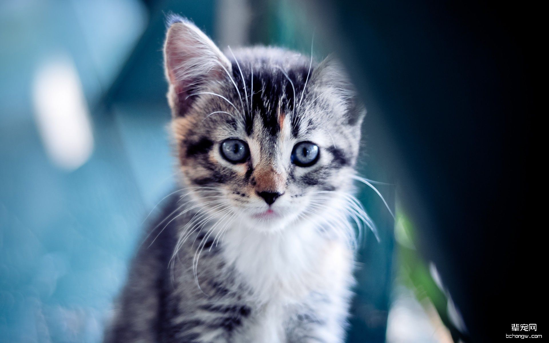 可爱的小猫电脑桌面壁纸第8张图片