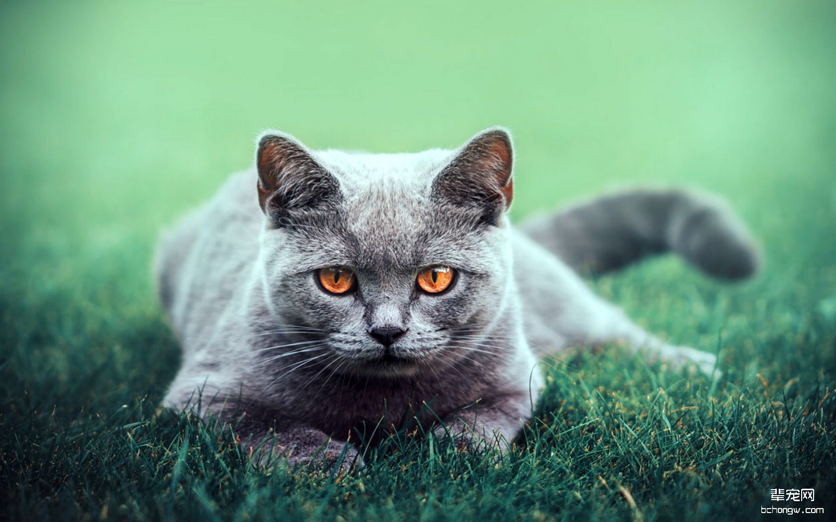 高清小萌猫桌面壁纸第4张图片