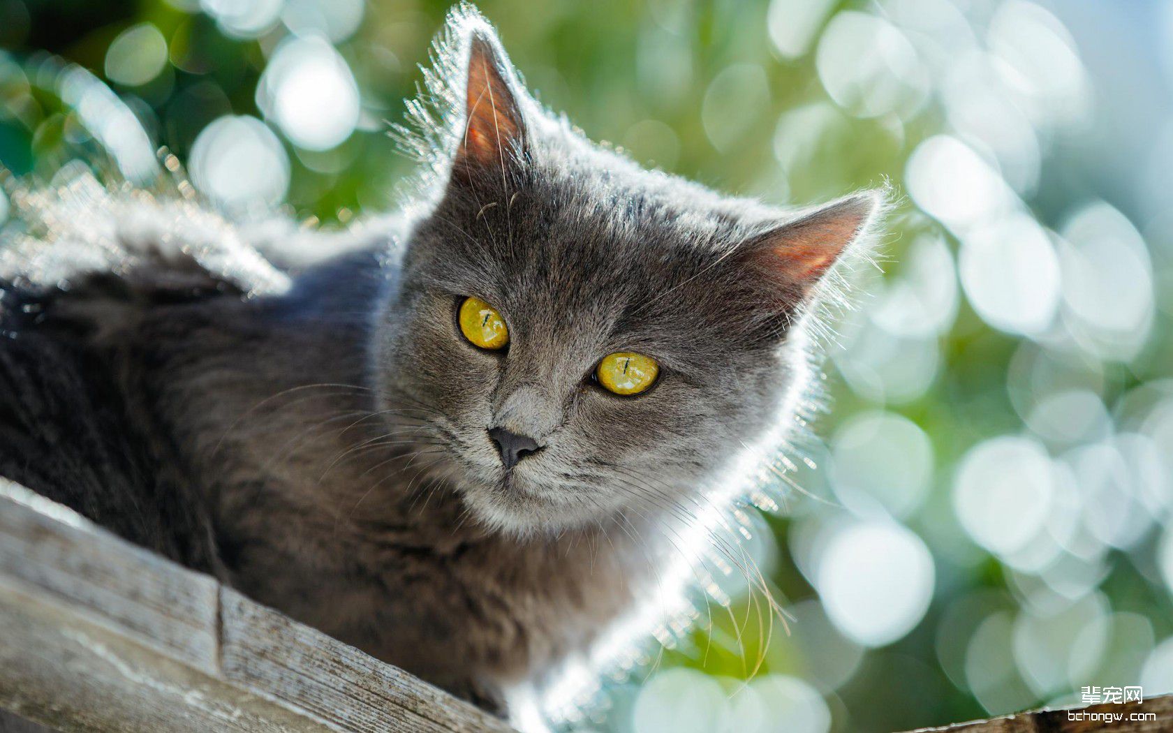 高清小萌猫桌面壁纸第7张图片