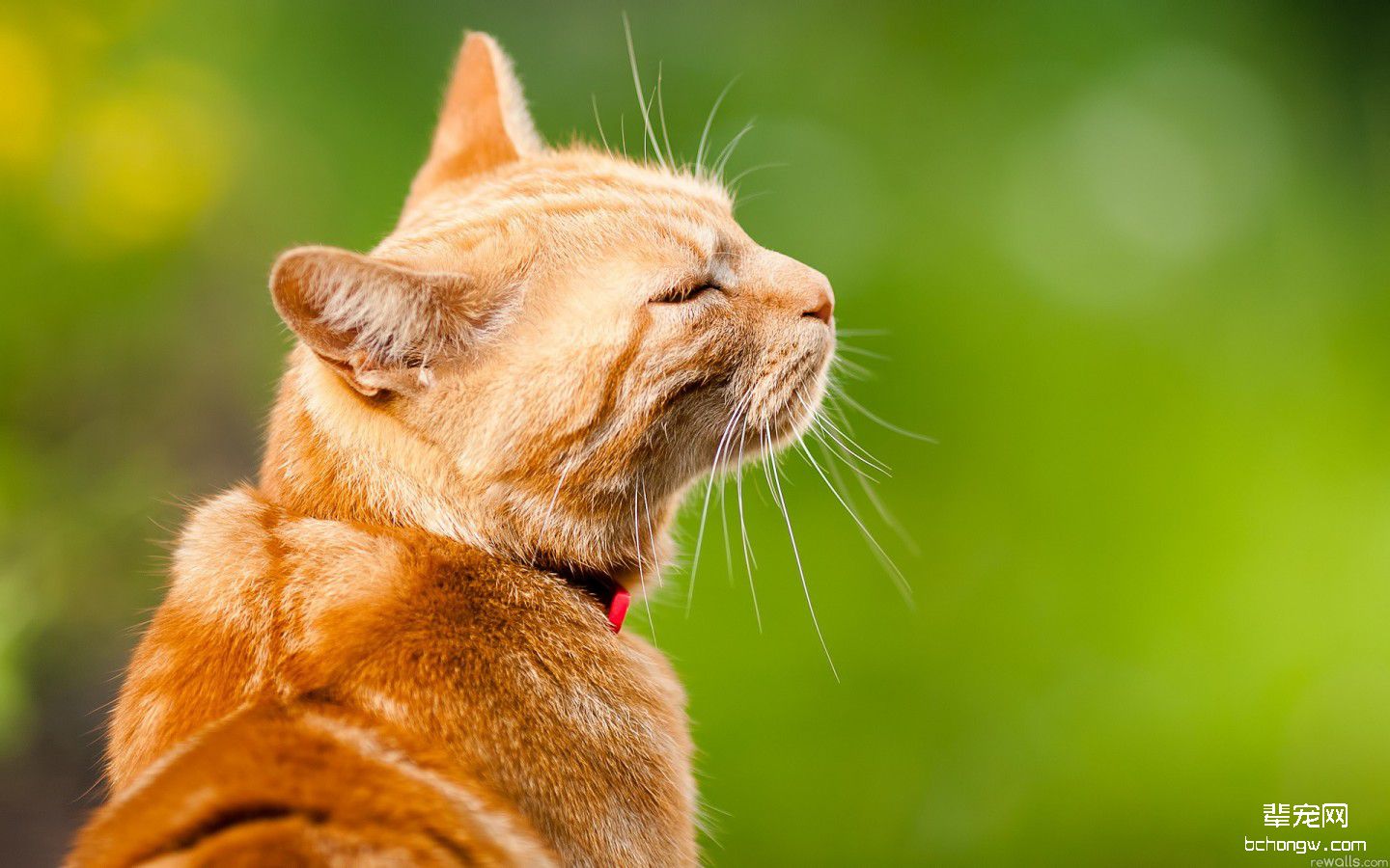 可爱的猫咪电脑壁纸第7张图片