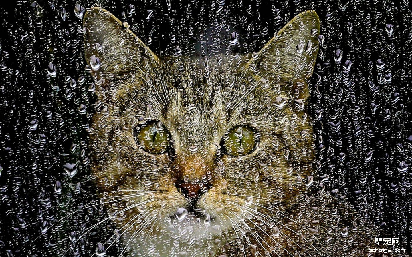 可爱猫咪壁纸桌面第4张图片