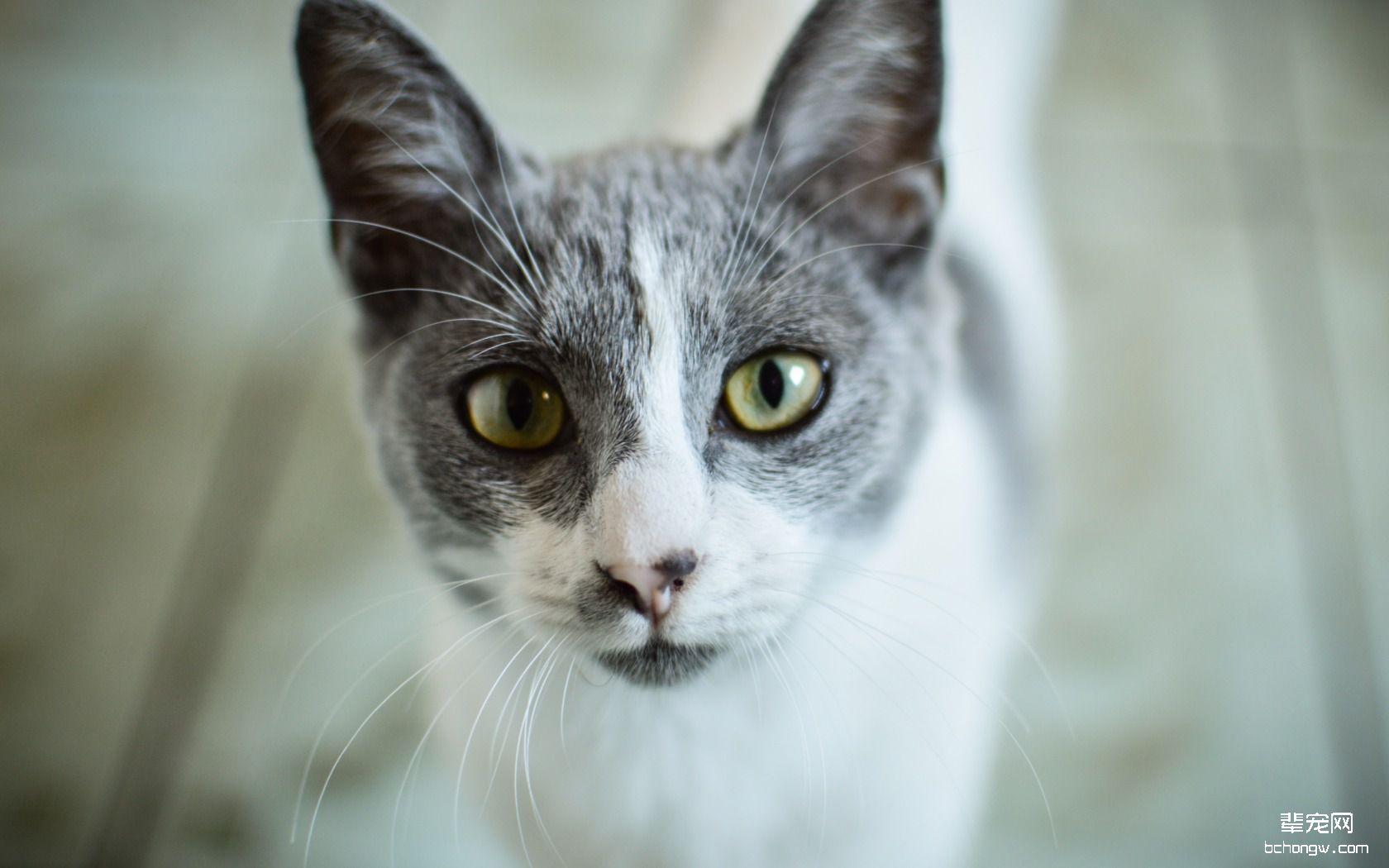 可爱猫咪壁纸桌面第7张图片