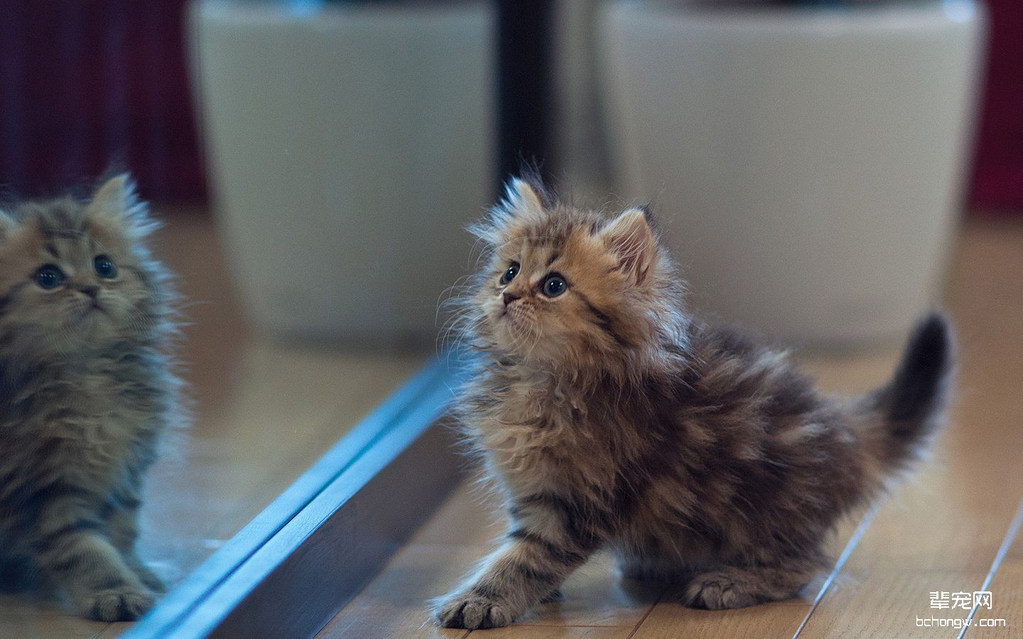 可爱的萌猫猫电脑壁纸第4张图片