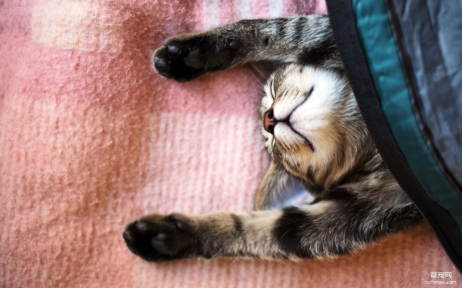 可爱的小猫壁纸桌面第5张图片