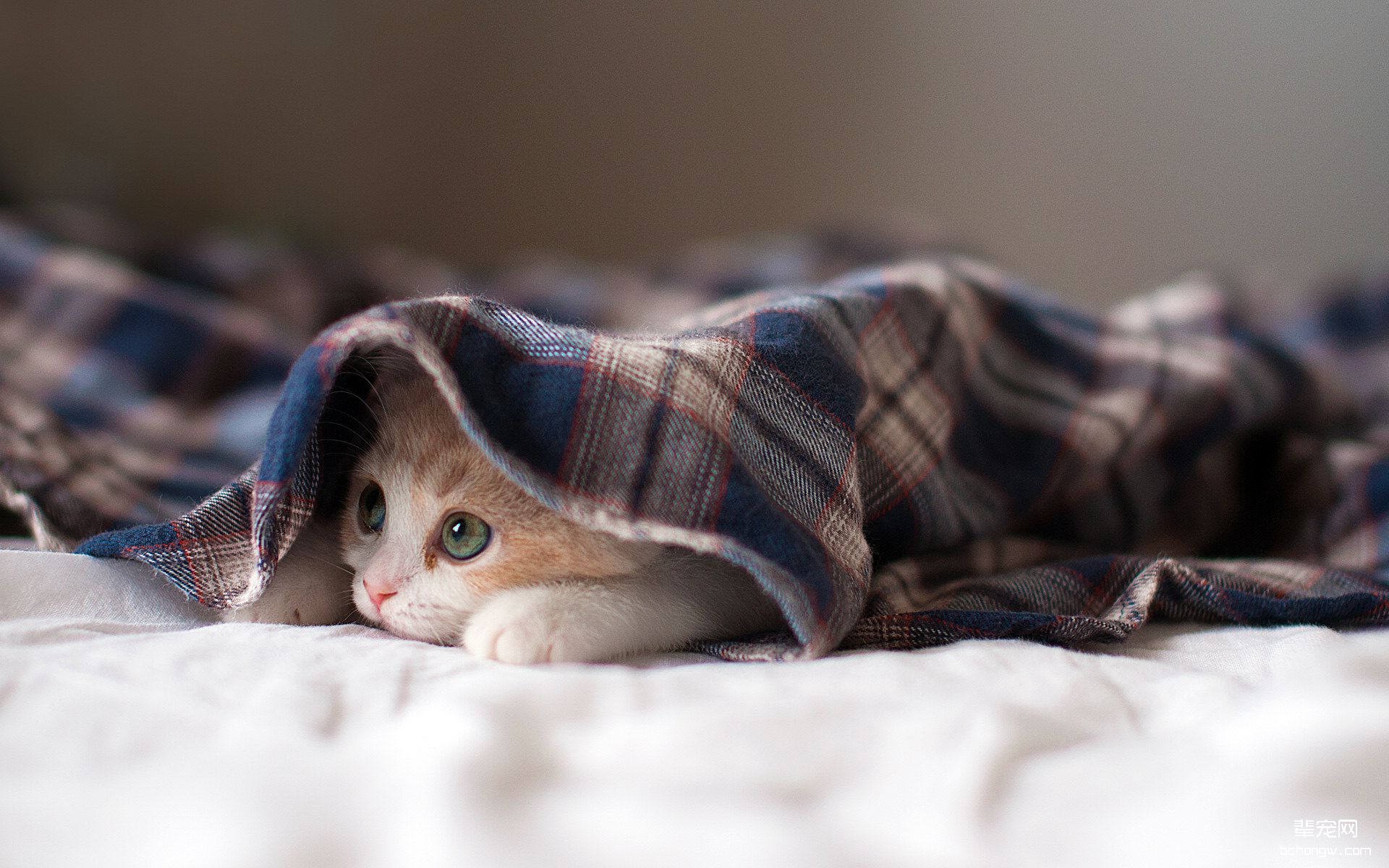 可爱的小猫壁纸桌面第11张图片