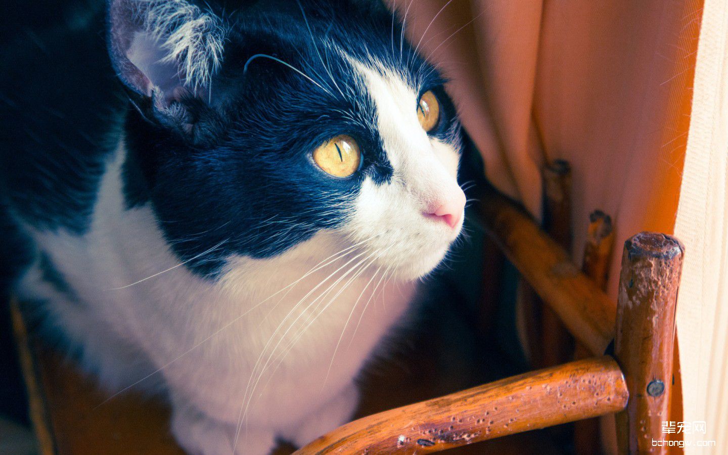 高清萌猫宽屏壁纸桌面第5张图片