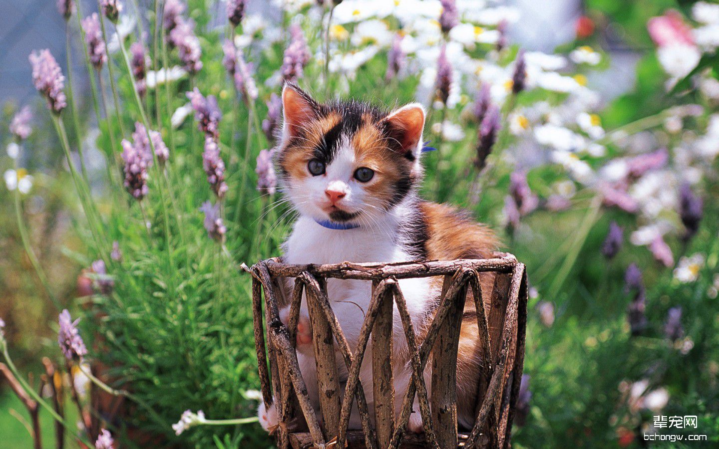 高清萌猫宽屏壁纸桌面第6张图片