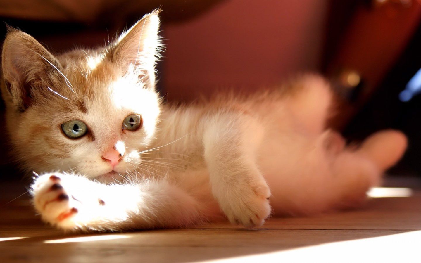 高清萌猫宽屏壁纸桌面第7张图片