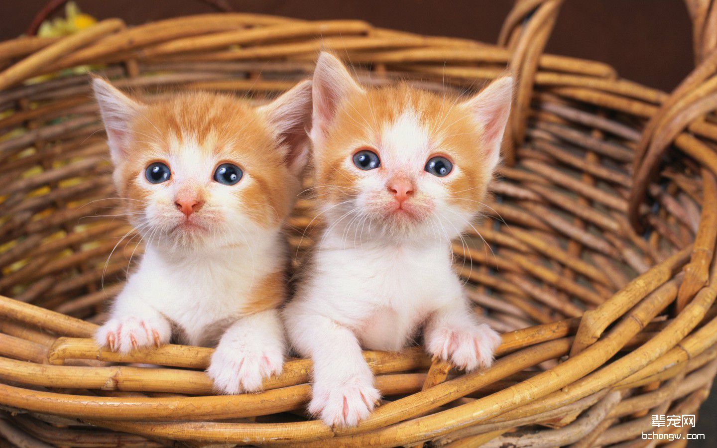 高清萌猫宽屏壁纸桌面第10张图片