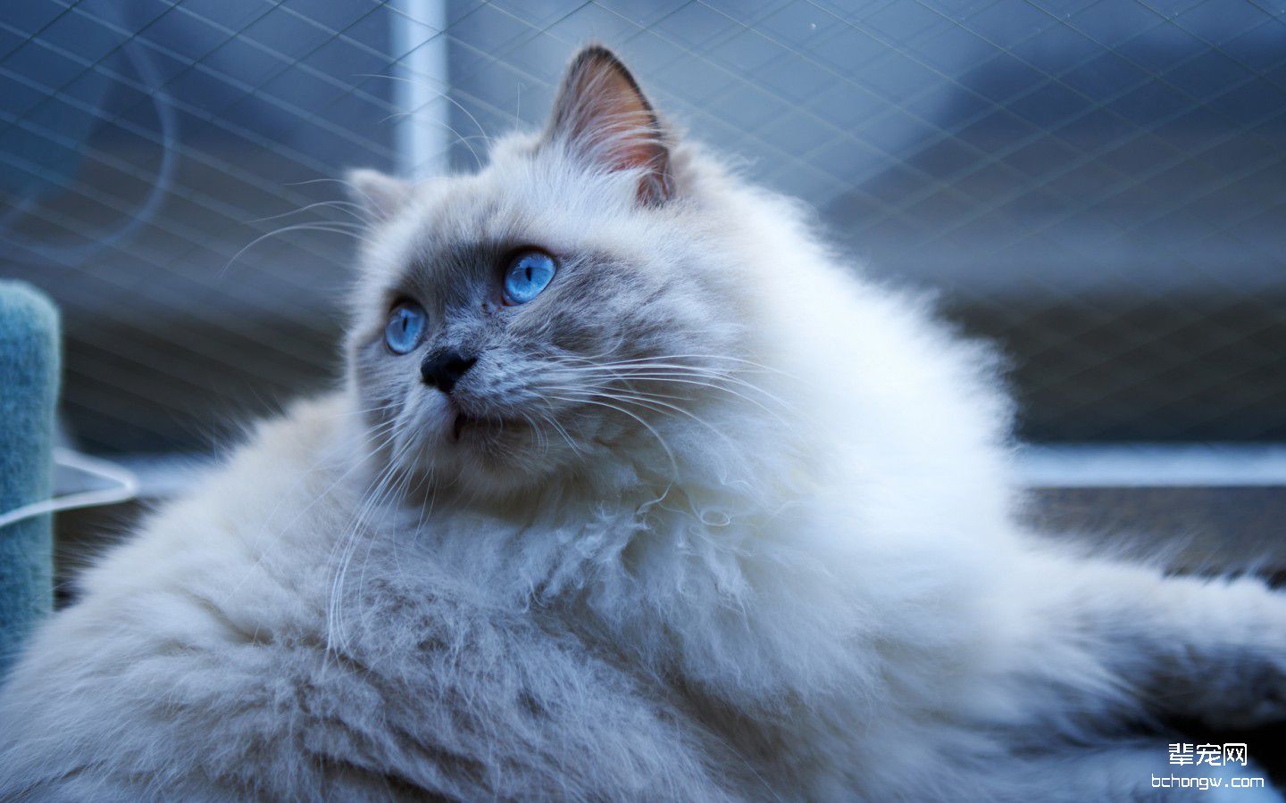 高清萌猫宽屏壁纸桌面第13张图片