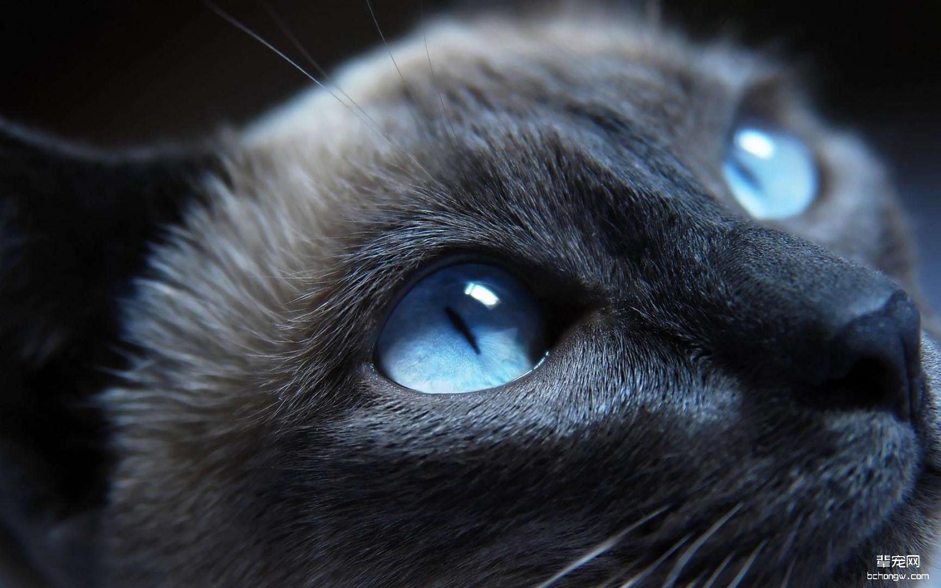 黑猫高清电脑壁纸第5张图片