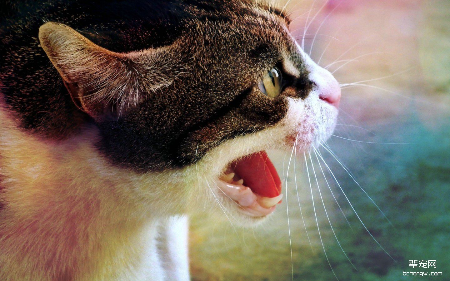 黑猫高清电脑壁纸第8张图片