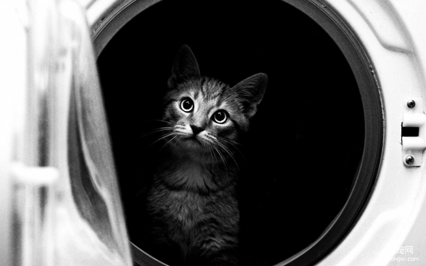 黑猫高清电脑壁纸第12张图片