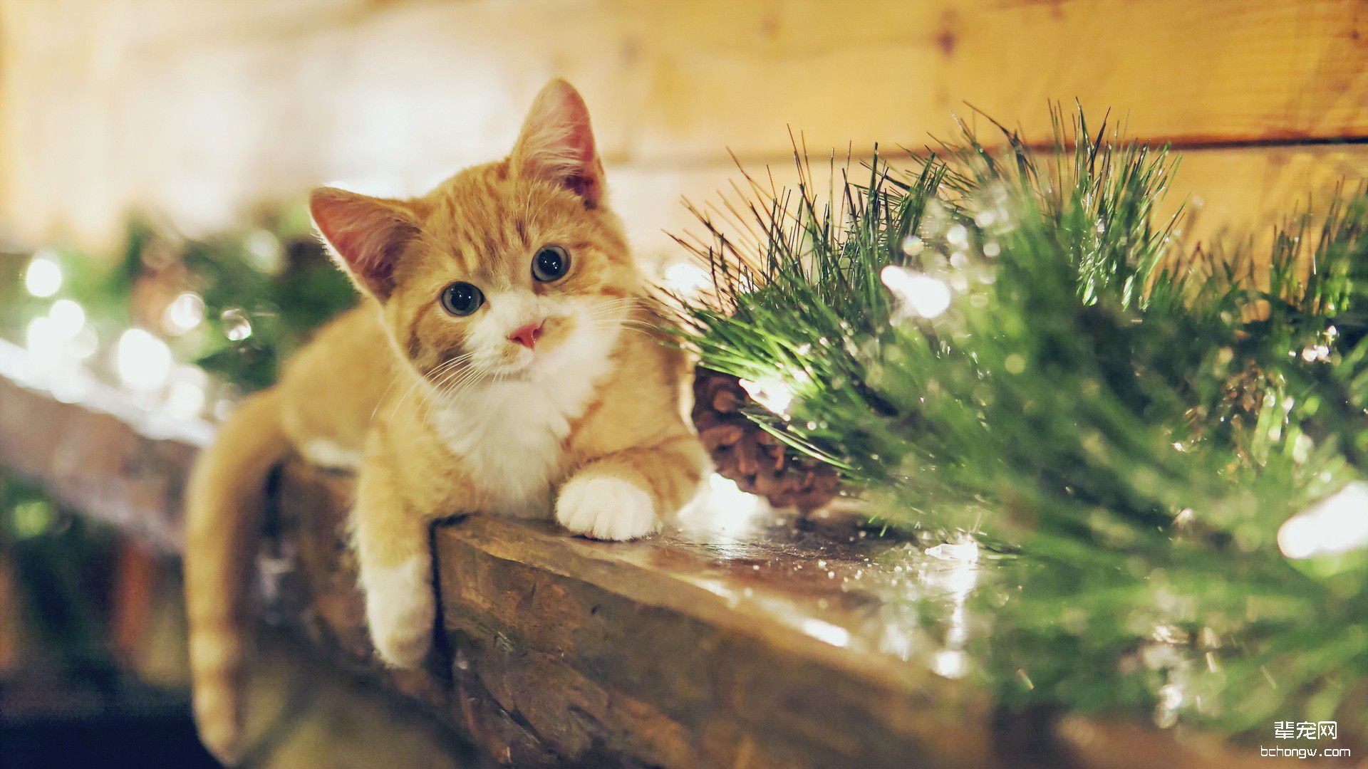 萌猫锁屏桌面壁纸下载第4张图片