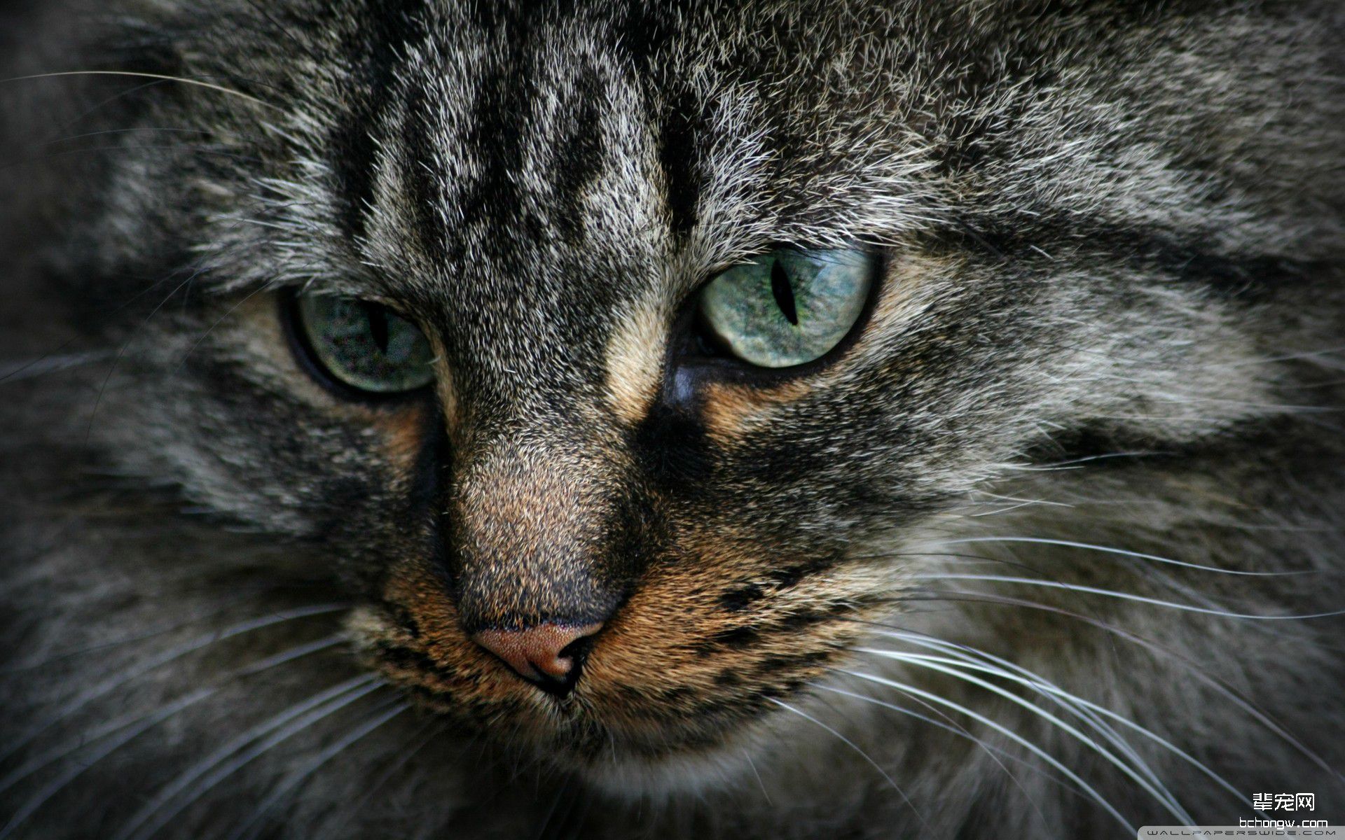 萌猫锁屏桌面壁纸下载第9张图片