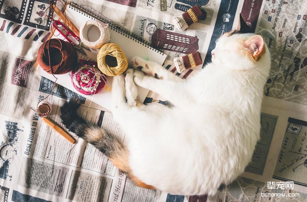 萌猫瞅瞅的第1张图片