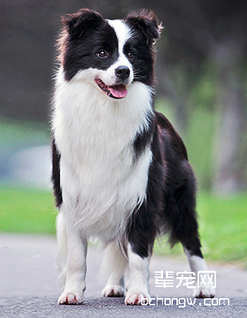 边境牧羊犬