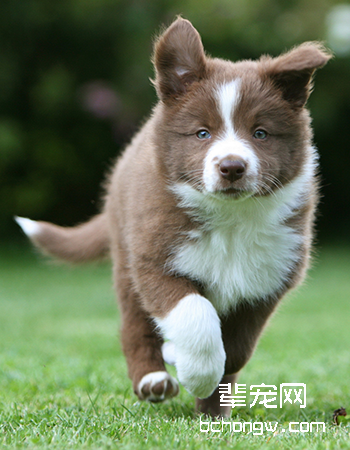 边境牧羊犬