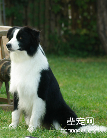 边境牧羊犬