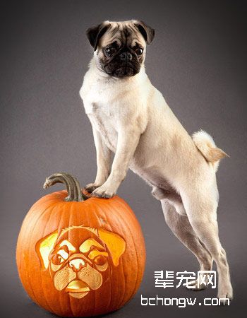 巴哥犬/八哥犬
