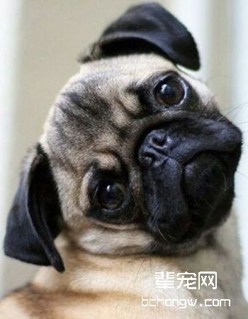巴哥犬/八哥犬