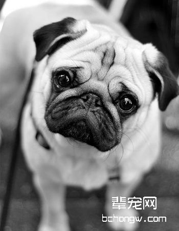 巴哥犬/八哥犬