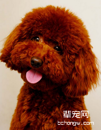 贵宾犬/贵妇犬/泰迪