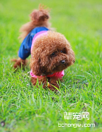 贵宾犬/贵妇犬/泰迪