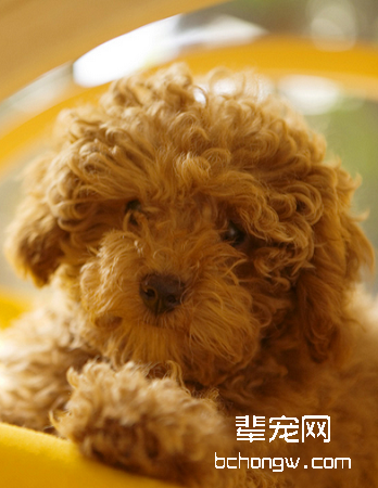 贵宾犬/贵妇犬/泰迪