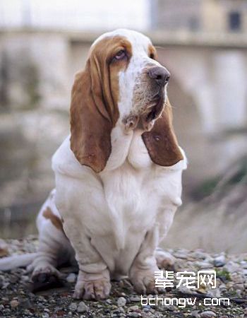 巴吉度猎犬