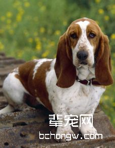 巴吉度猎犬