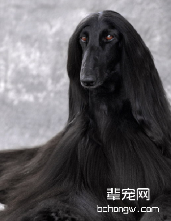 阿富汗猎犬