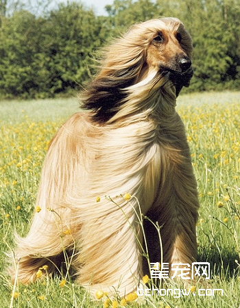 阿富汗猎犬