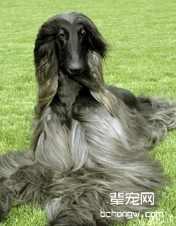 阿富汗猎犬