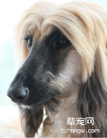 阿富汗猎犬