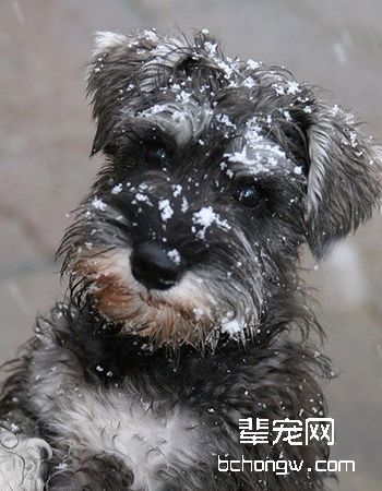 迷你雪纳瑞