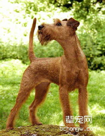 爱尔兰梗