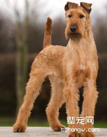 爱尔兰梗