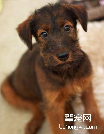 爱尔兰梗