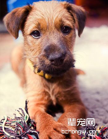 爱尔兰梗