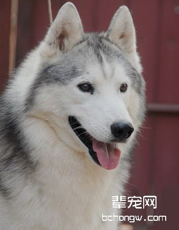 哈士奇/西伯利亚雪橇...